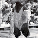 Illustration for article titled If You Like Anteaters, Root For UC Irvine